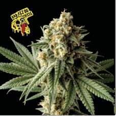 Семена конопли Badazz OG Cheese Феминизированные Seedsman seeds